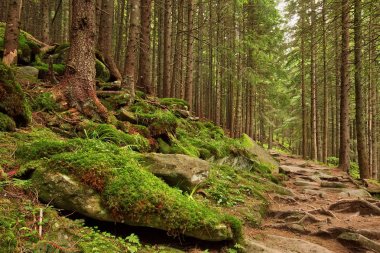 Taş yol güzel dağın Ladin ormandaki summerti