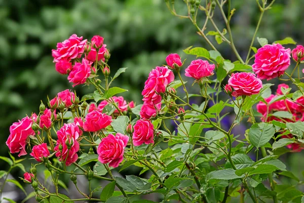 Μπους Από Ροζ Τριαντάφυλλα Καλοκαίρι Ανθοφορία Φόντο — Φωτογραφία Αρχείου
