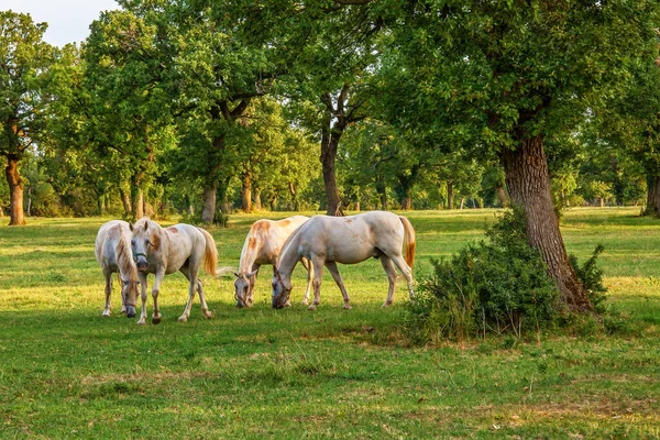 Άλογα Βόσκησης Στο Δάσος Κάτω Από Βελανιδιές Καλοκαίρι Υπαίθριο Θέμα — Φωτογραφία Αρχείου