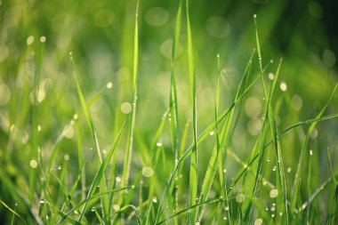 Çimenlerdeki çiy, soyut çiçek arkaplanı, seçici odak