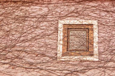 Kurumuş sarmaşıkla kaplı terk edilmiş bir evde kapalı pencere.