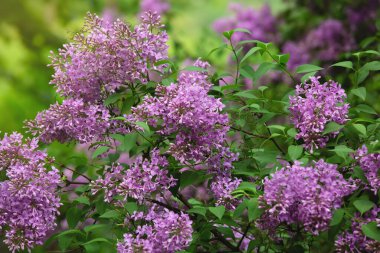 Çiçek leylak, Bahar çiçek arka plan