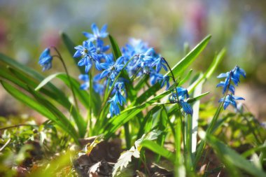Bahar ormanında güzel mavi kar damlaları