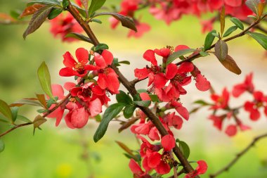 Elma ayva çiçeği, bahar çiçekli arka plan