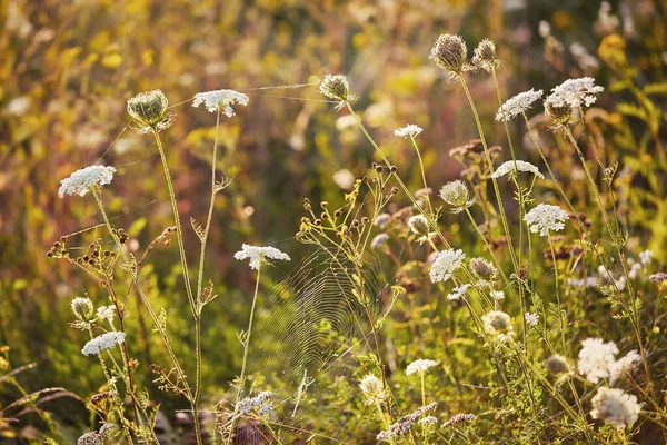 Herbe Fleurs Dans Prairie Fond Extérieur Été — Photo