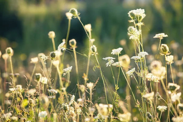 Herbe Fleurs Dans Prairie Fond Extérieur Été — Photo