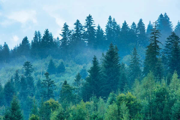 森に覆われた山の上の霧 自然の屋外の背景 — ストック写真