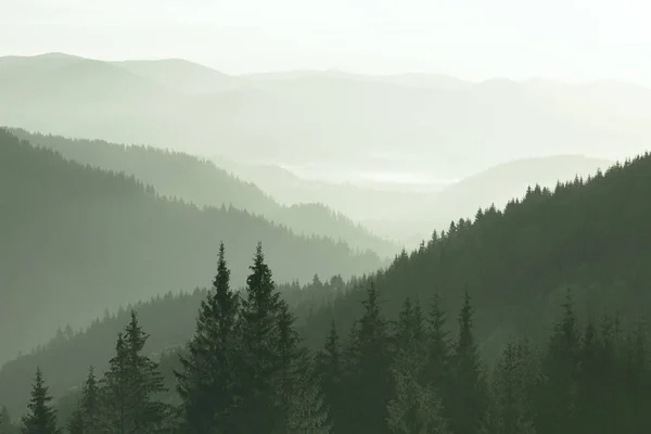 Гори Вкриті Лісами Ранковому Тумані — стокове фото