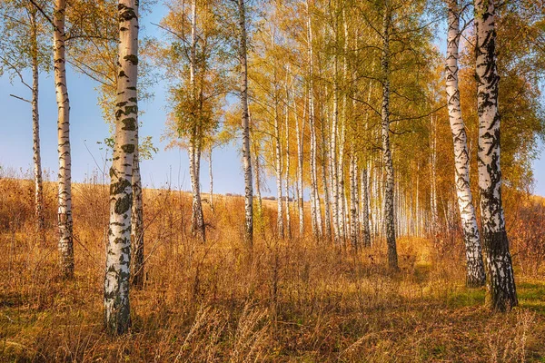 Sarı huş ağaçları, sonbahar mevsimi dış plan