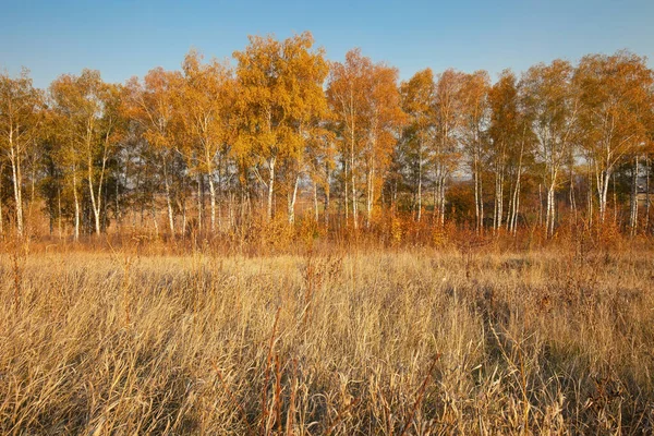 Yellow birches by the yellow field, fall season outdoor background