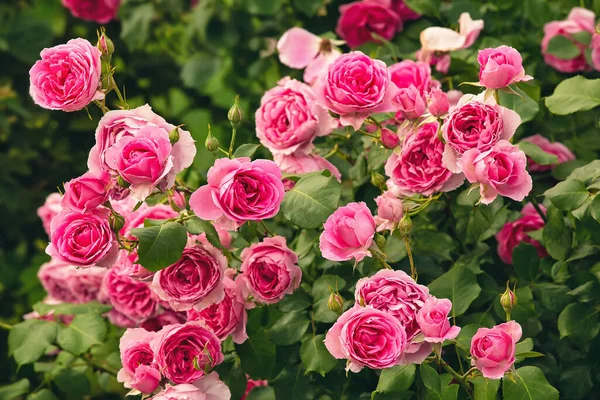 Bush Rosa Rosor Sommar Blommig Bakgrund — Stockfoto