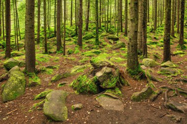 Çam ormanından geçen yol, doğal arka plan.
