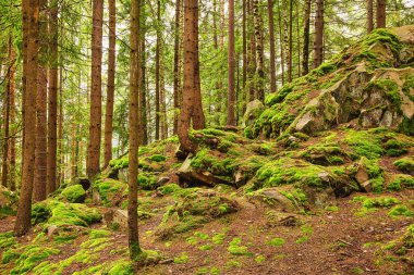 Çam ormanından geçen yol, doğal arka plan.