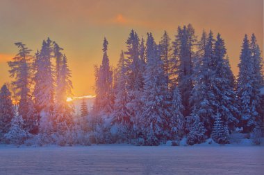 Slovakya 'da kış günbatımı, eski köknar ağaçları arasından gün ışığı