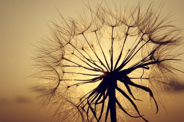 Gün batımında karahindiba silueti, yaz aylarında açık hava teması