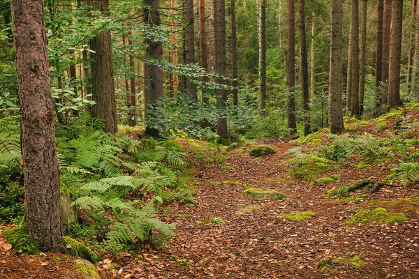 Ścieżka Przez Las Sosnowy Naturalne Tło Zewnętrzne — Zdjęcie stockowe