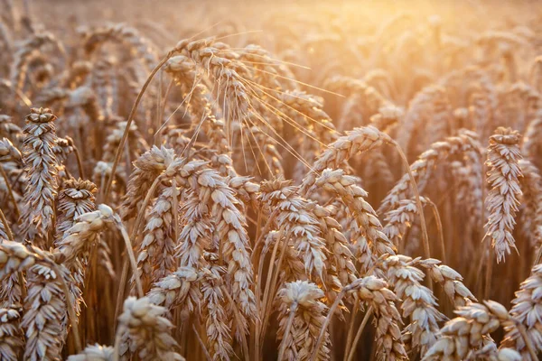 Поле Пшеницы Закате Селективная Направленность Сельскохозяйственный Фон — стоковое фото