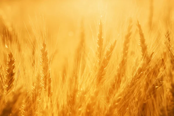 ライ麦 農業生態系の背景のフィールド — ストック写真