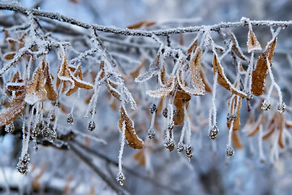 Tree Branches Covered Frost Natural Outdoor Background — Stock Photo, Image