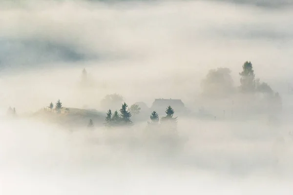 Невелике Гірське Село Ялиновим Лісом Ранковому Тумані — стокове фото
