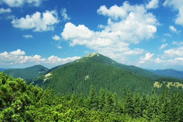 松林に覆われた山の斜面の上に美しい曇りの空 夏の屋外テーマ — ストック写真