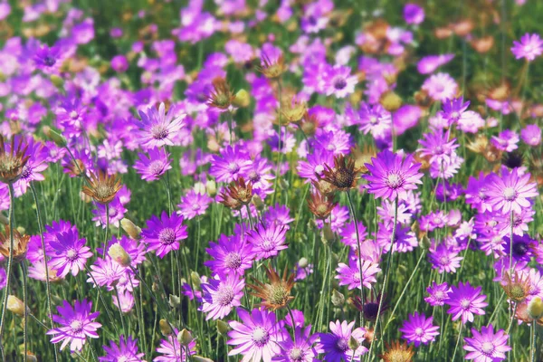 Çiçeklerle Kaplı Yaz Çayırları Güzel Yaz Çiçekleri Arka Planı — Stok fotoğraf