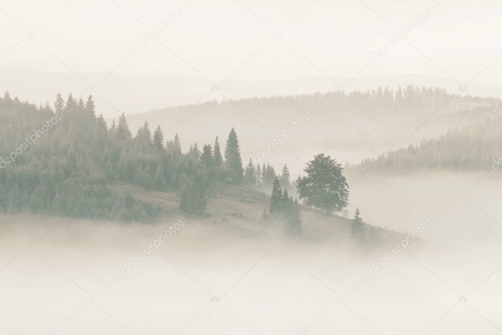 Foggy mountain ranges covered with spruce forest in the morning mist 