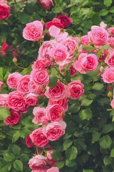 Bush Rosa Rosor Sommar Blommig Bakgrund — Stockfoto