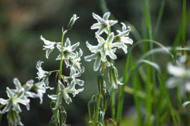 Beyaz orman çiçekleri, peyzaj tasarımı, dış plan