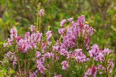 Heather çayırda, yaz mevsimi açık arka planda.
