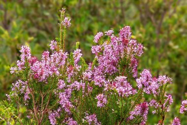 Heather çayırda, yaz mevsimi açık arka planda.