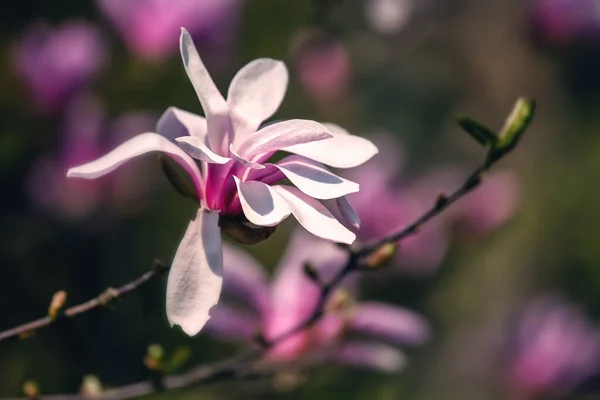 Magnolia Blossom Springtime Outdoor Background — Stock Photo, Image