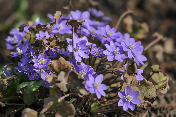 Liverleaf Játrové Květy Květy Jarním Lese Přírodní Zázemí Selektivní Zaměření — Stock fotografie