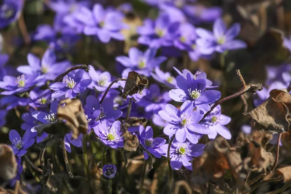 Liverleaf Levert Bloemen Het Voorjaar Bos Natuurlijke Achtergrond — Stockfoto