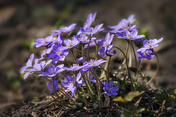 Liverleaf Liverwort Blommor Vårskogen Naturlig Bakgrund — Stockfoto