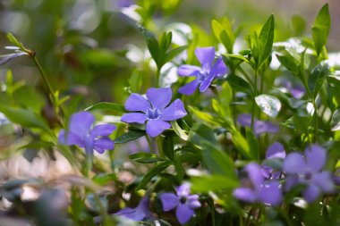 Periwinkle çiçekleri, çiçekli arka plan, seçici odak