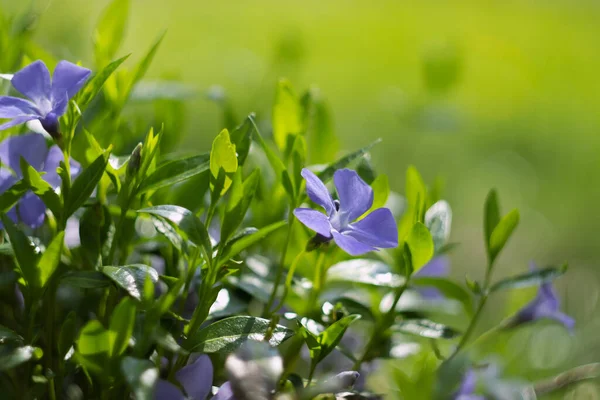 Periwinkle Bloemen Bloemen Outdoor Achtergrond Selectieve Focus — Stockfoto