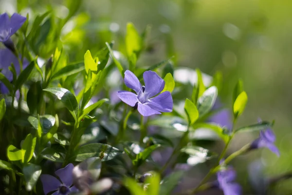 Periblinkle Blommor Blommig Utomhus Bakgrund Selektiv Fokus — Stockfoto