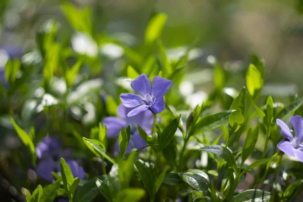 Periwinkle Flowers Floral Outdoor Background Selective Focus — Stok Foto