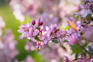 Pembe elma çiçeği, ilkbahar çiçekli arka plan