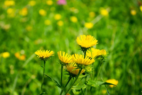 森の中の黄色い花 — ストック写真