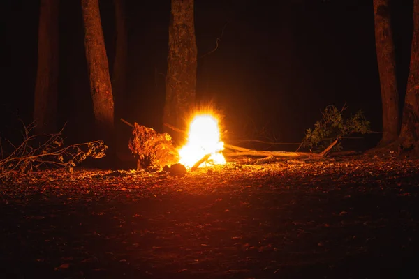 Lagerfeuer im dunklen nächtlichen Wald — Stockfoto