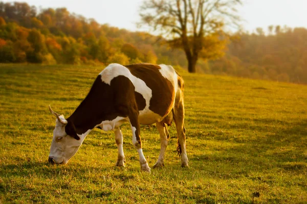 Krowa jedząca trawę w górach — Zdjęcie stockowe