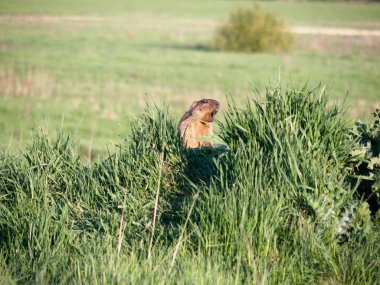 Bozkır marmot çığlık 