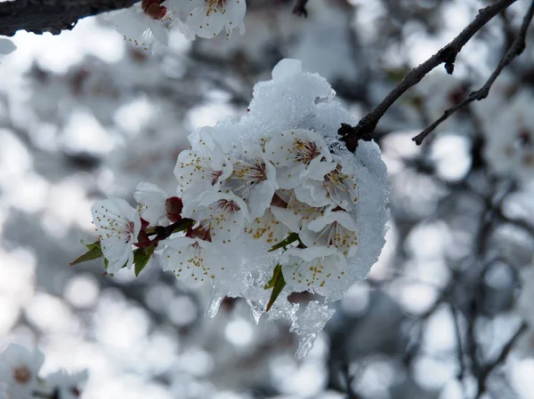 Ramo florido da árvore frutífera na neve e no gelo. Conceito . — Fotografia de Stock