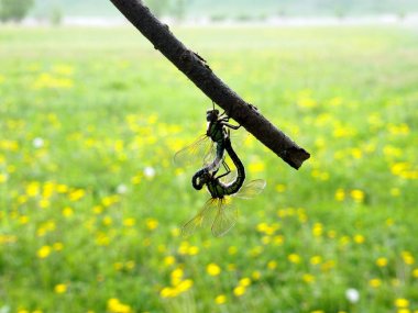 Dandelions kokusu bahar motiflerle. Yusufçuk bir kuru dalda birleştiğinde, sonraki böcekler doğru birbirine çabuk. Çiçekler için sevgili ver. Onu uyandırmak bahar motifleri.