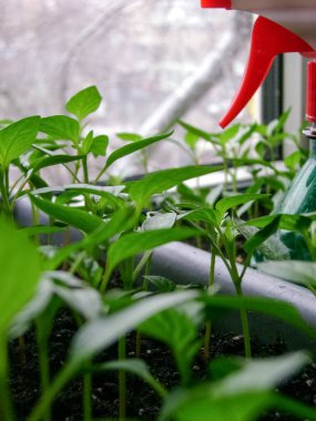 Pencere kenarına bitkileri sıkmak için biber tohumları serpiştirilmiş. Bir metropolde, çoğalma tehdidi olan Coronavirus bağlamında organik bir çiftlik kurulmasına yönelik ilk adım.