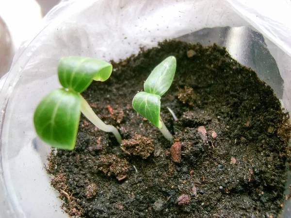 Plastik bardakta salatalık fideleri. Yakın plan. Merkezi odak. 