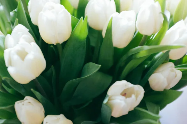 Bouquet of white tulips