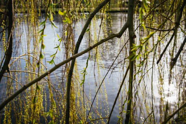 Willow branches in front of water